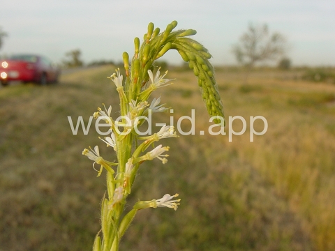gaura, small-flowered